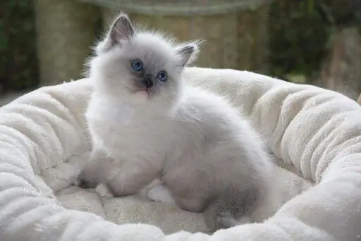 Do Ragdoll Cats shed more than other cats