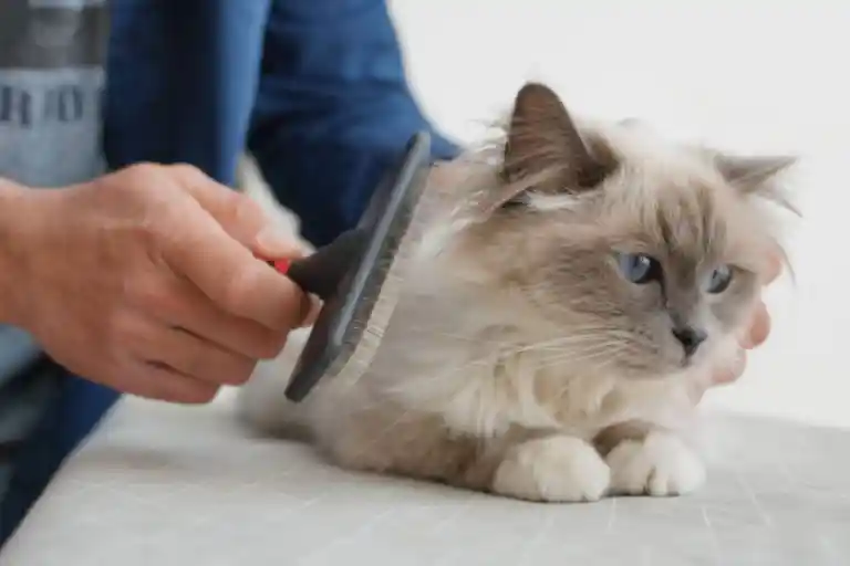 Ragdoll Cat Grooming at home