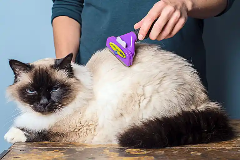 ragdoll cat grooming