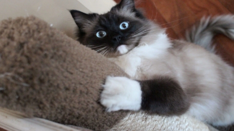 do ragdoll cats destroy furniture