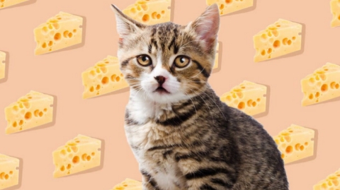 Can Cat Eat Cheese