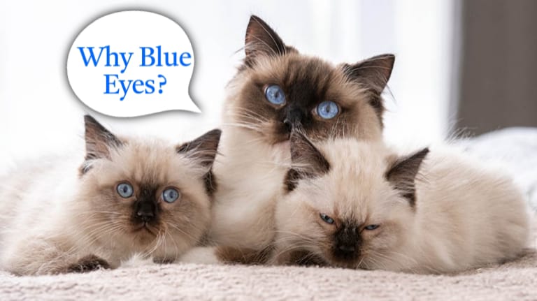 Do All Ragdoll Cats Have Blue Eyes