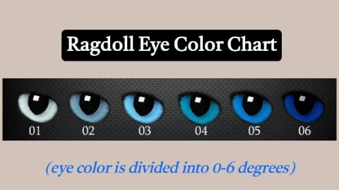 Ragdoll eye color chart, Do All Ragdoll Cats Have Blue Eyes