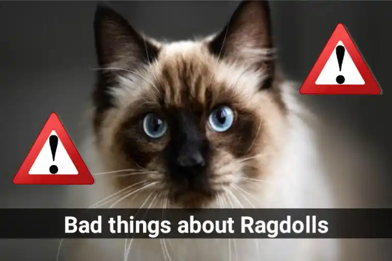 Bad things about Ragdoll Cats