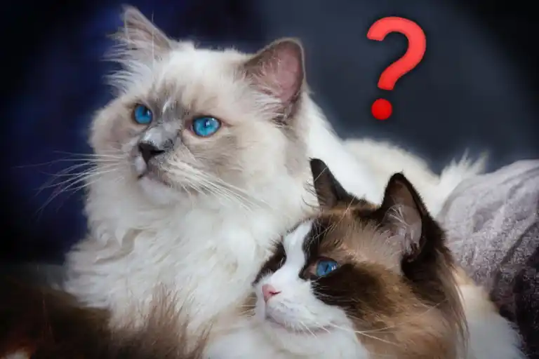 Should Ragdoll Cats be in Pairs