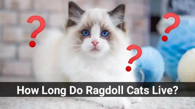 how long do ragdoll cats live 2